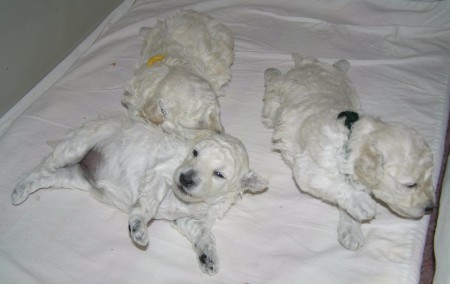 ...a štěňátka večer před spaním.